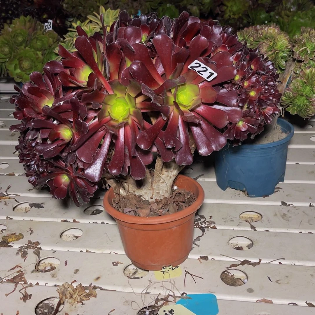 法师法师7/20包邮法师