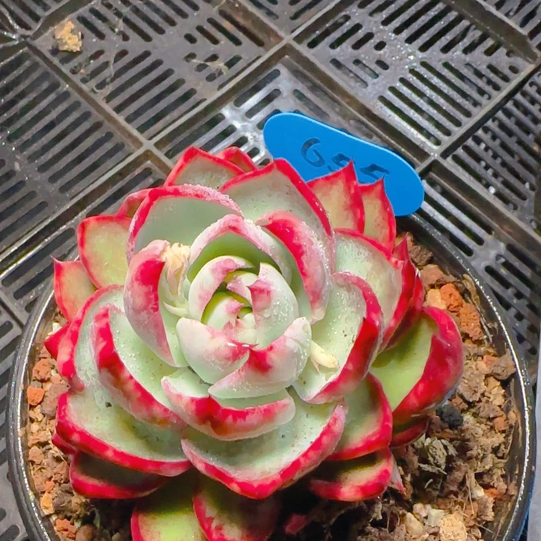 惊鸿仙子福利655号