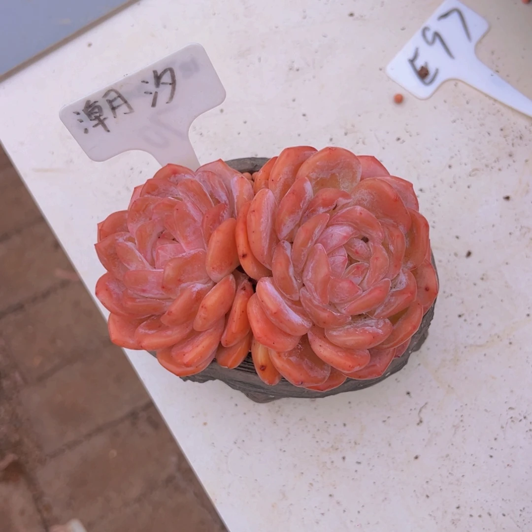 朵***妹多肉植物62663272737