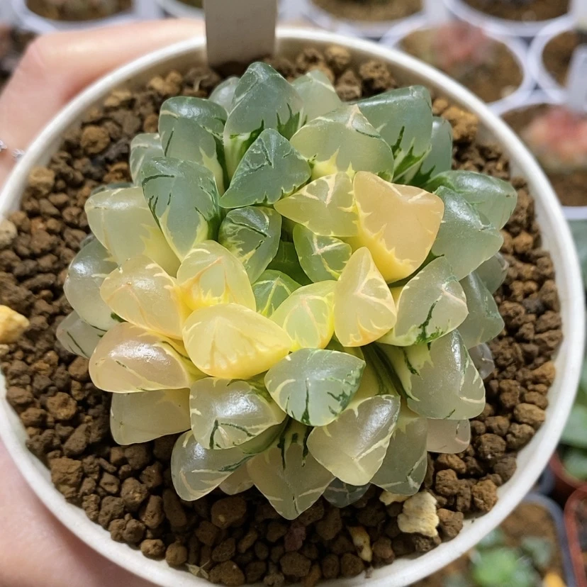 【闪购商品】21实生玉露锦母本