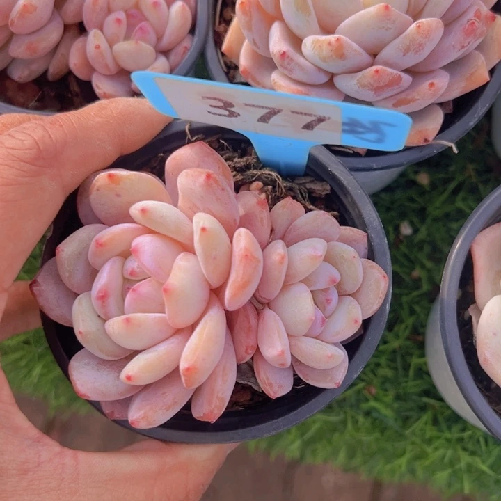 健健康康平平安安