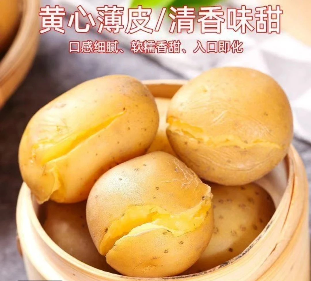 正宗东北新鲜现挖沙面黄心土豆可炖肉炒菜