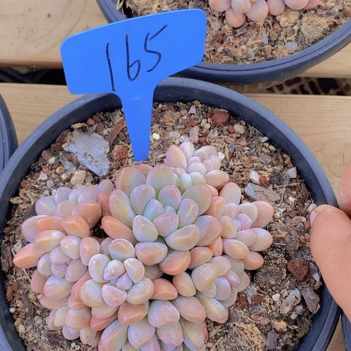 这么久不回来也没什么