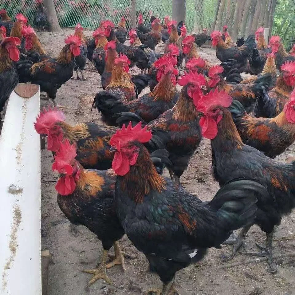 大桂香鸡走地鸡散养土鸡
