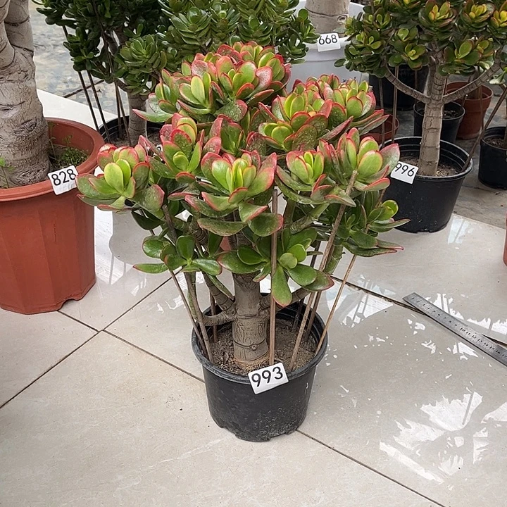 彩玉树花月独杆老桩带盆土发