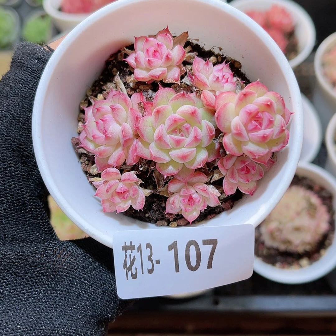 花 13-107海王群生