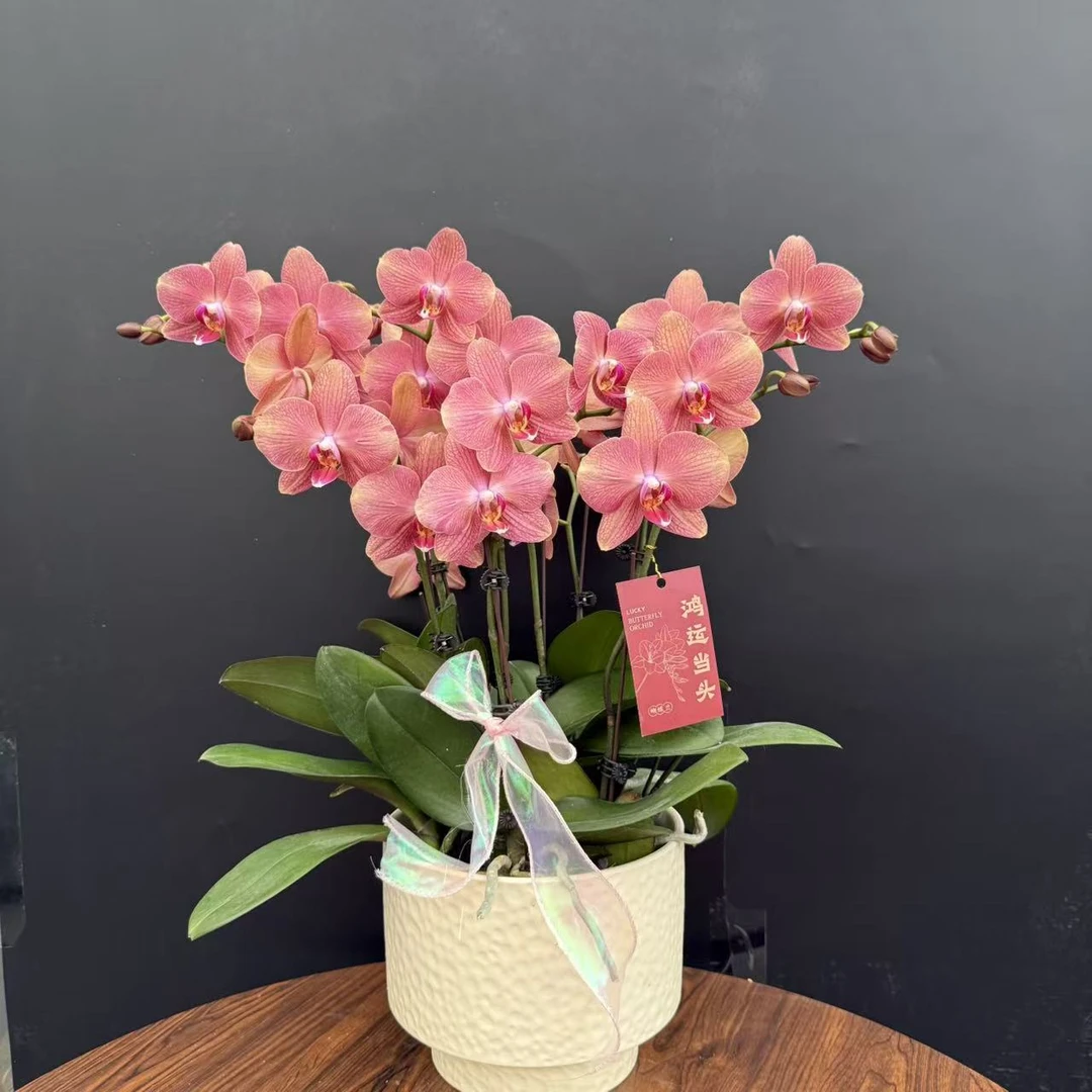蝴蝶兰《三文鱼》 欧品蜡质花 真花 鲑鱼粉色系中花型 室内花卉