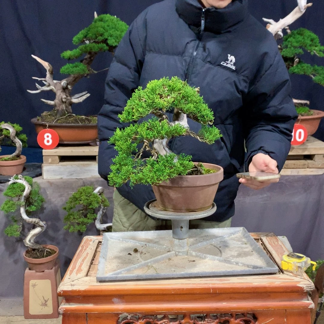 无花朵柏树盆景，老桩柏树
