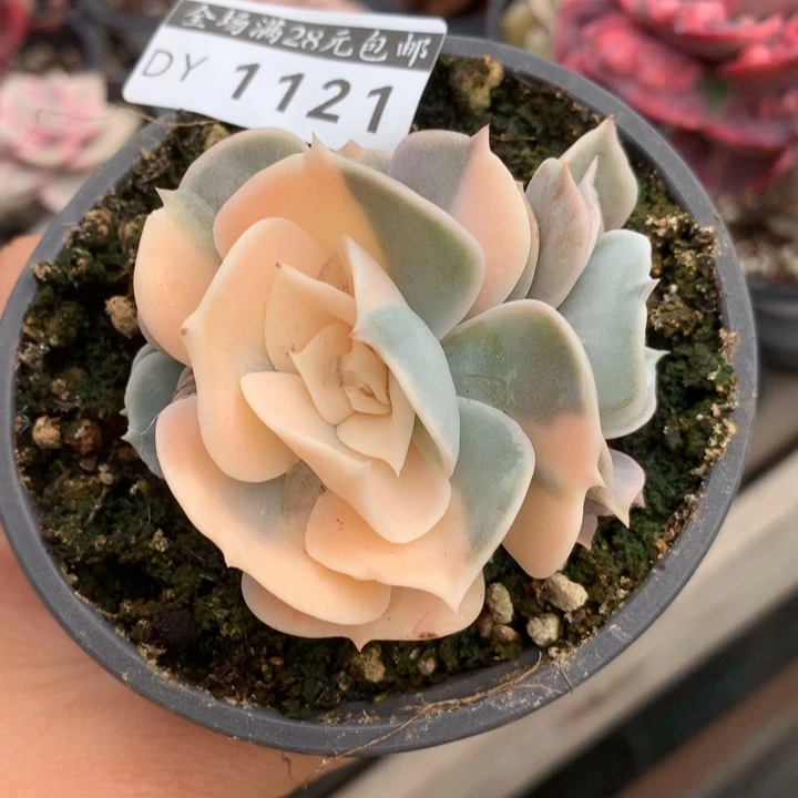 双子座锦多肉植物的