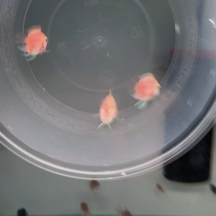 鹦鹉鱼胭脂粉一对包基因