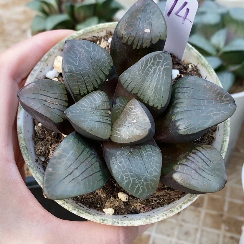 【闪购商品】14实生寿