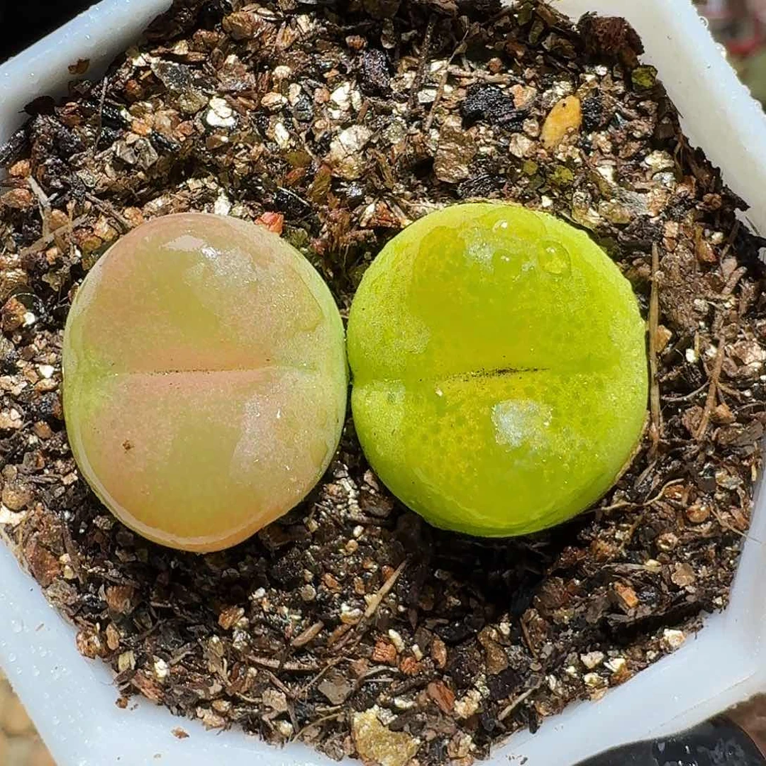 生石花等1111111。 191