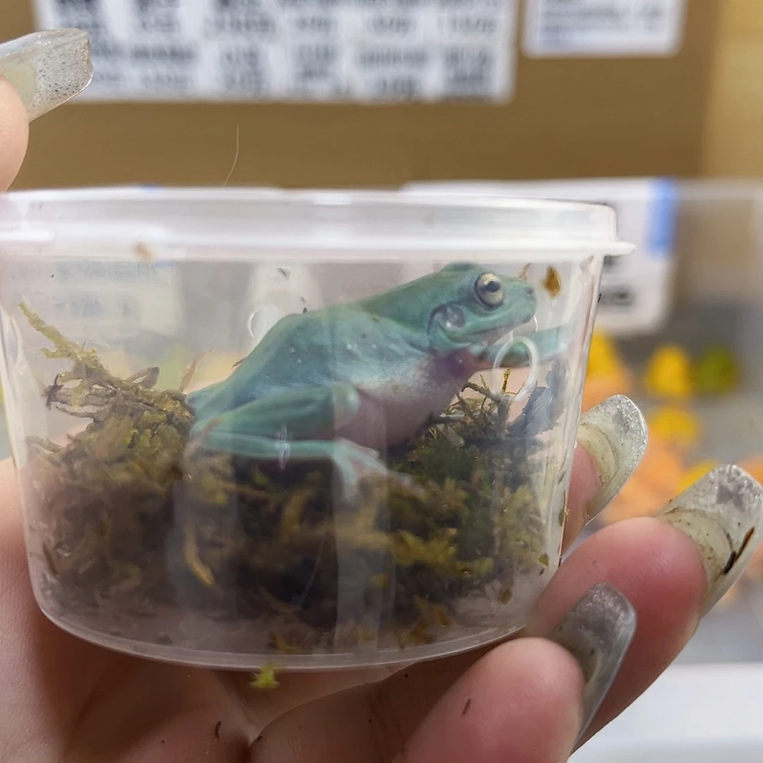 角蛙姥爷树蛙专拍链接