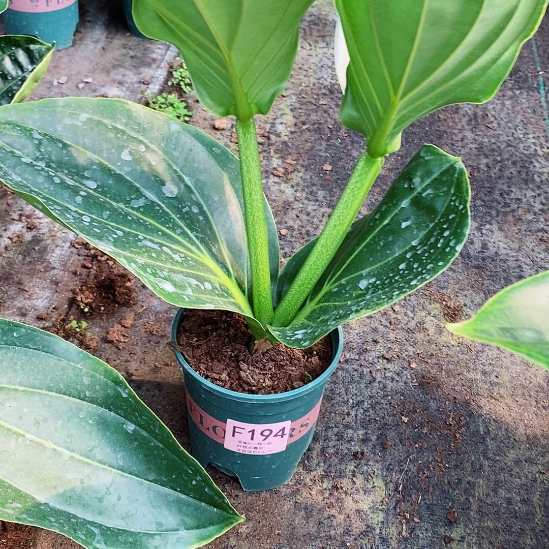 无花朵平**福木本花卉194