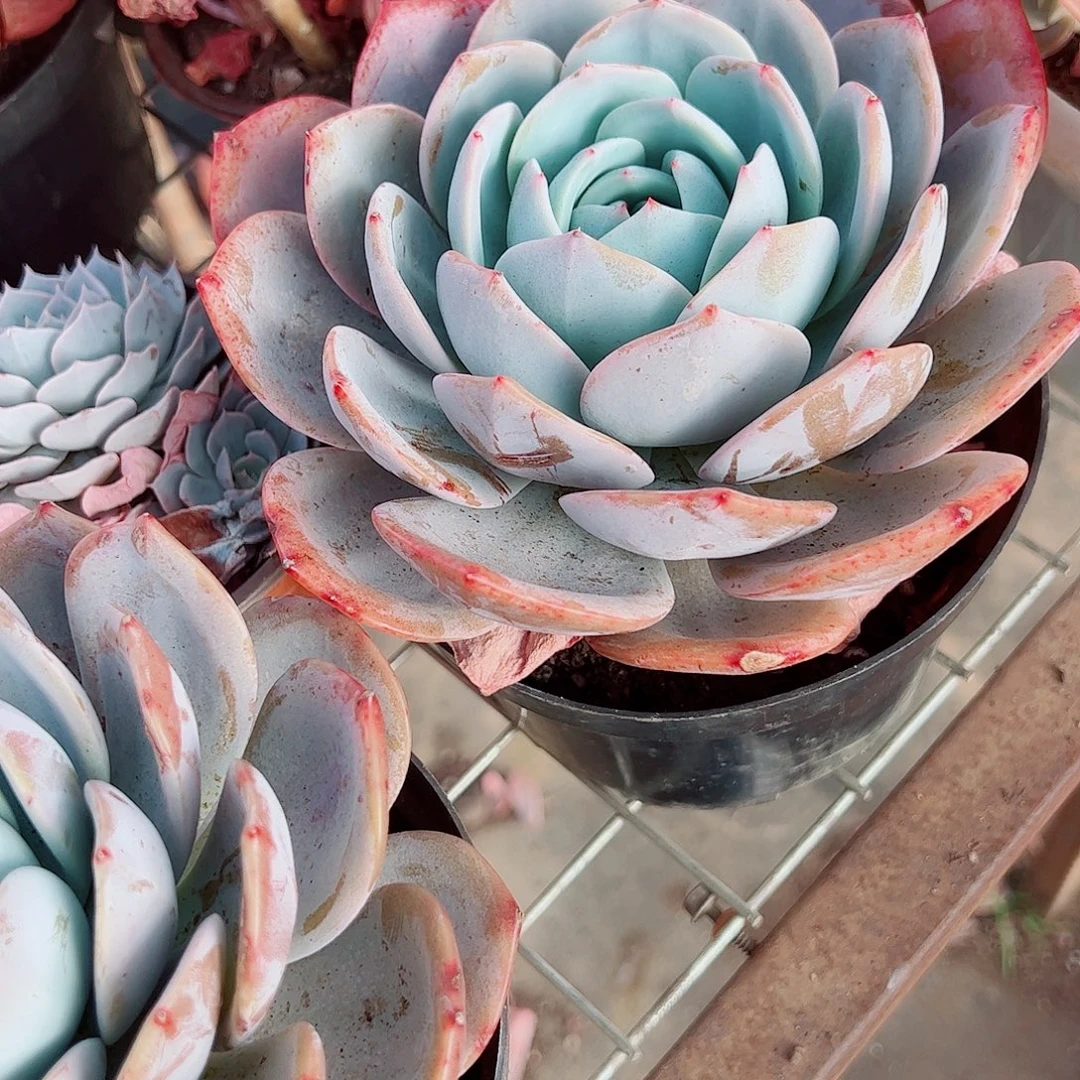 凤橙大单头精品特价