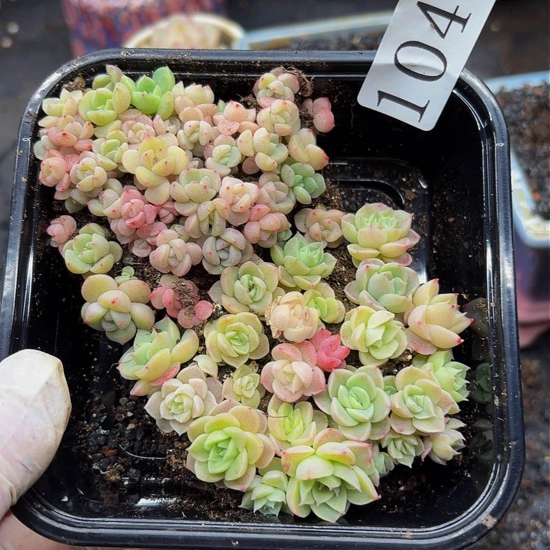 多肉植物多肉植物1047