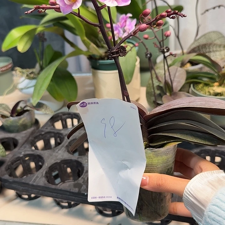 最***啦大部分开放少量花苞98