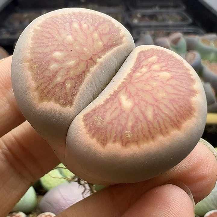 168大长腿福利清
