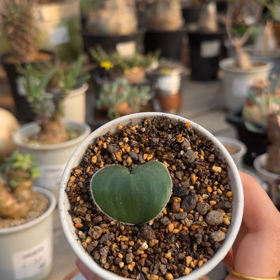 47毛爱心满50包邮不带盆