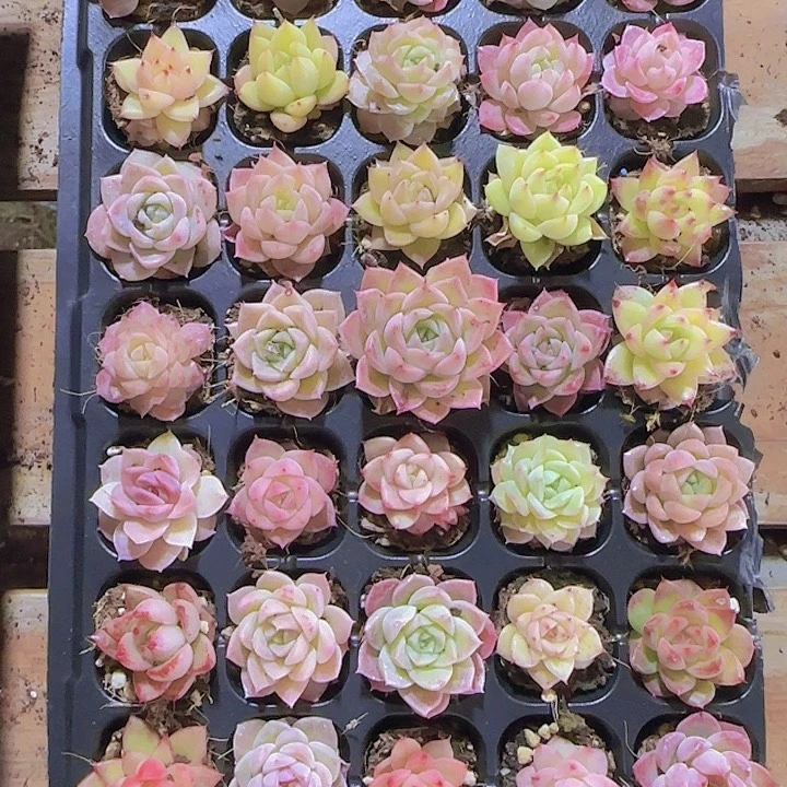 直播一物一拍多肉112