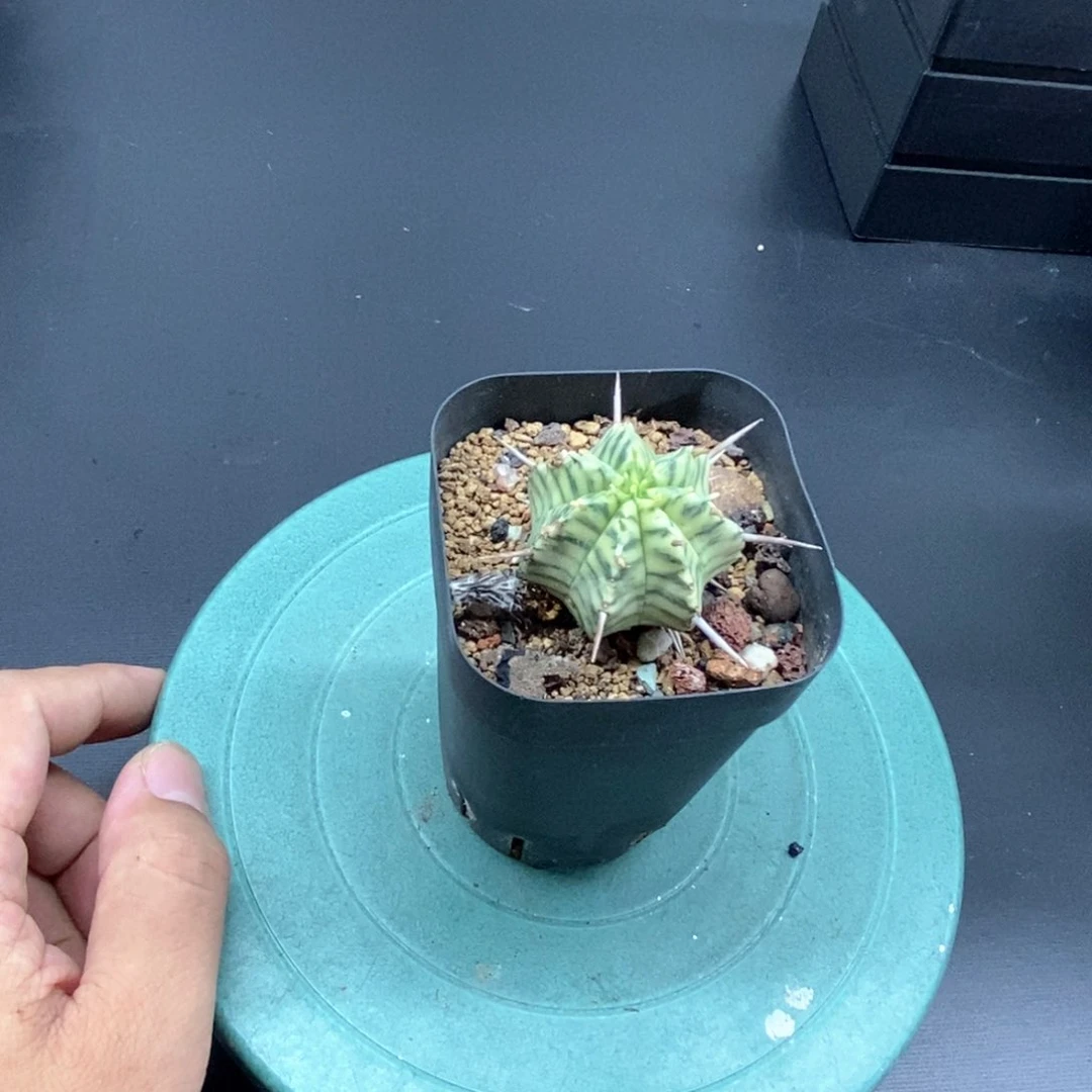 斑马大戟锦多肉植物