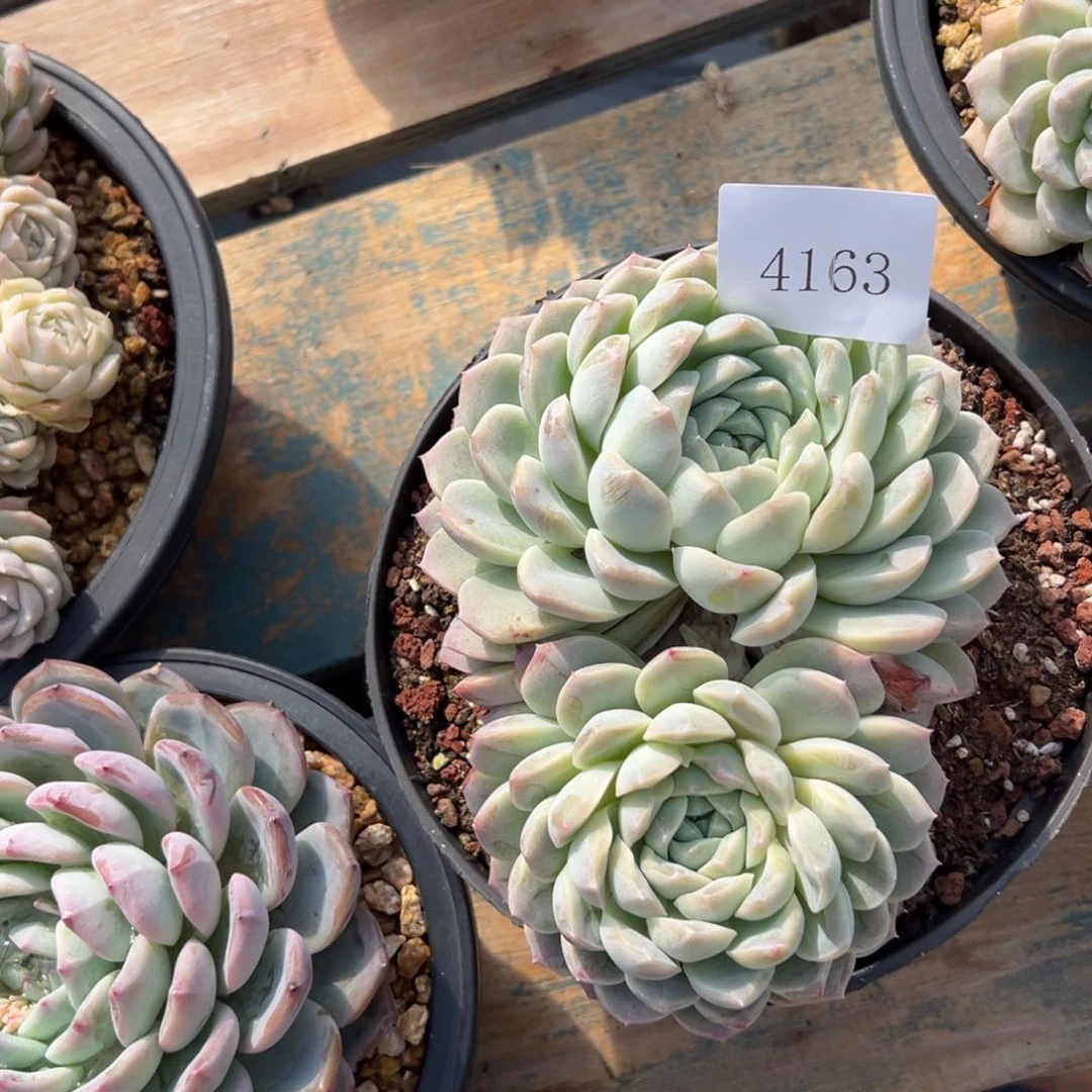 H****夏4163肉多么多么多哦