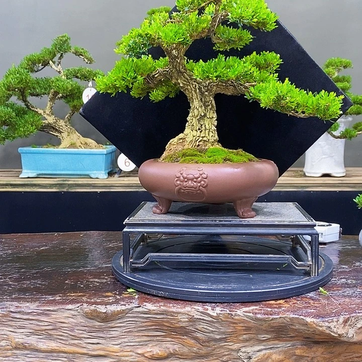 无花朵m黄杨盆景四季常青