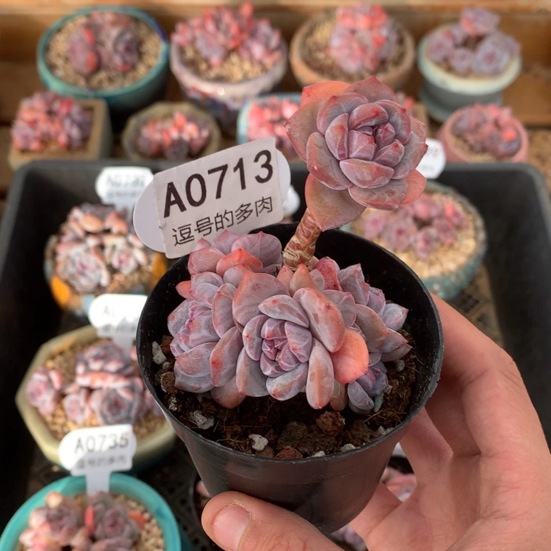 A0713 突尼斯老桩 立杆 有砍 7.5cm