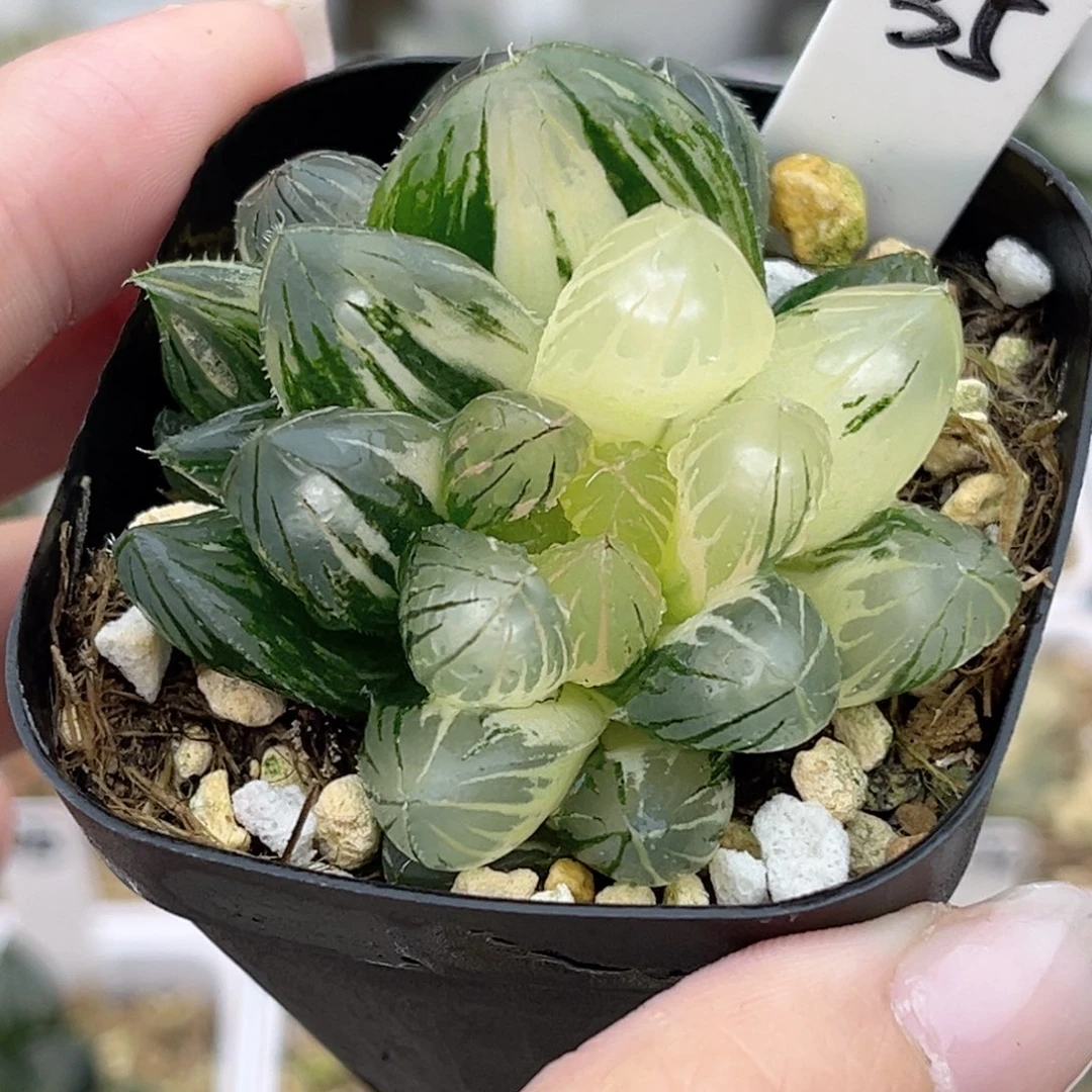 35双头糊斑趋势灯芯龙爪玉露锦