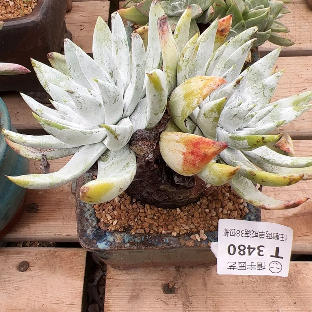 3480奴雪仙女杯多肉