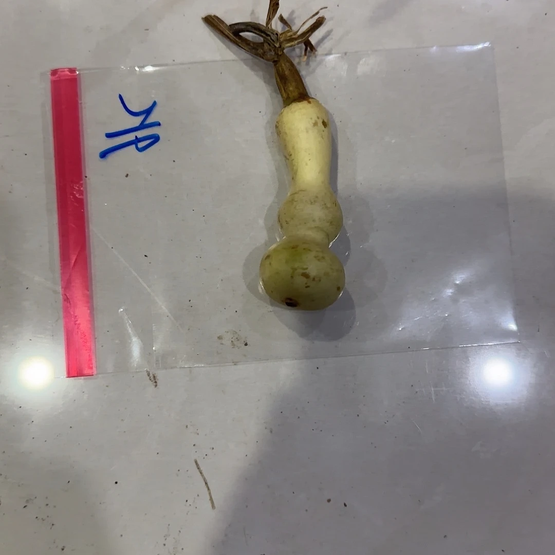 一***伍v哈哈哈古古惑惑嚯哈哈哈哈哈