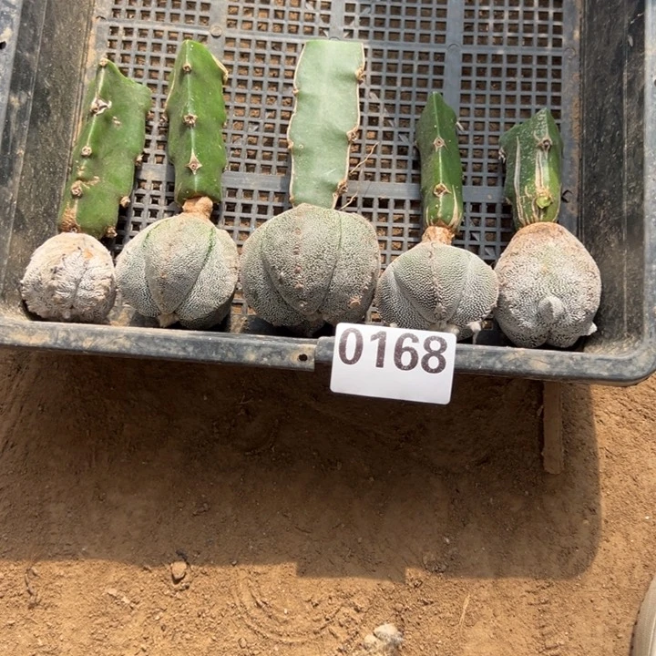 墒*苗接恩冢仙人球168号