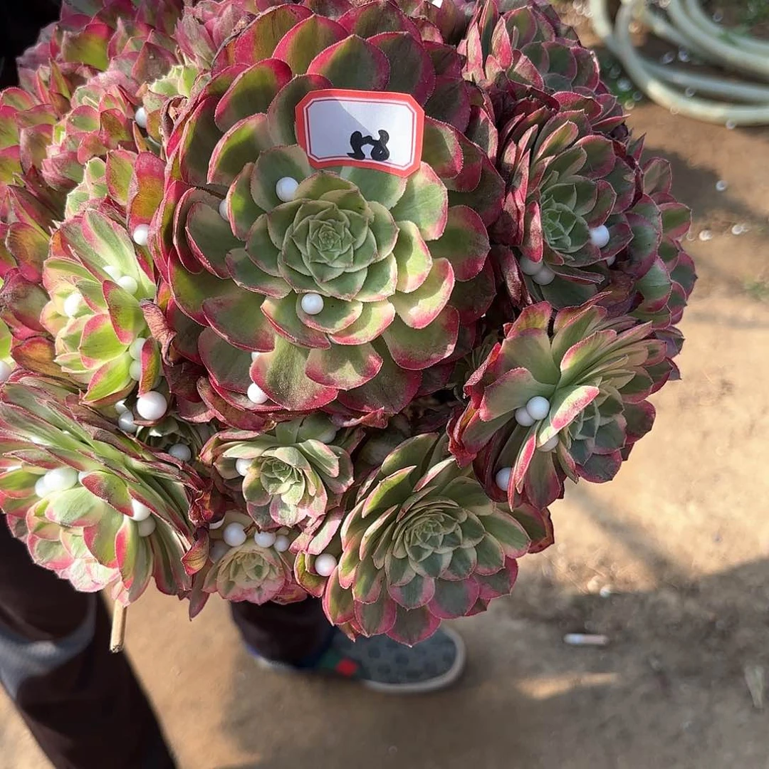 58千玺多肉植物绿植