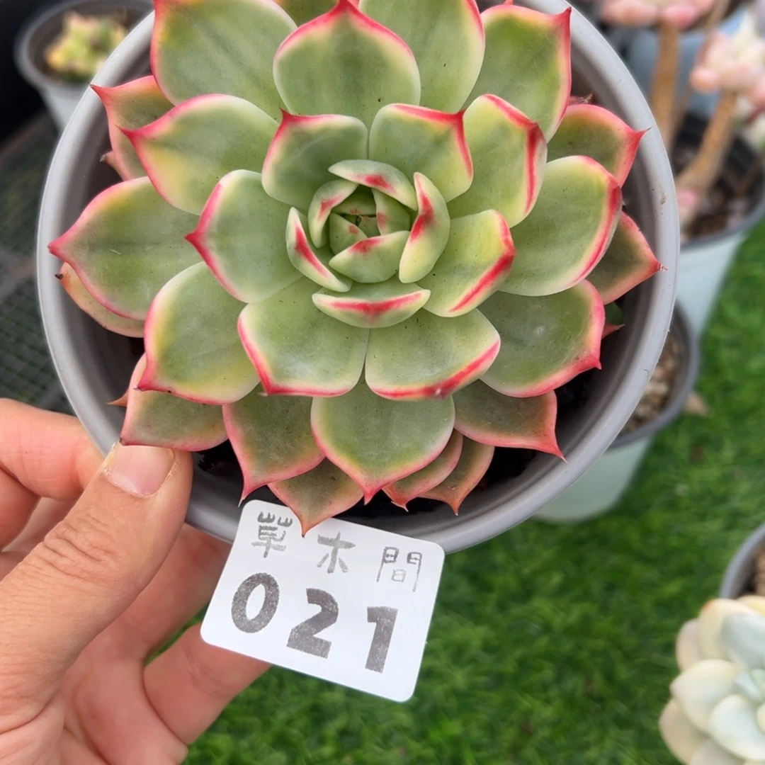 仙***社21、多大的寻寻常常吃吃吃