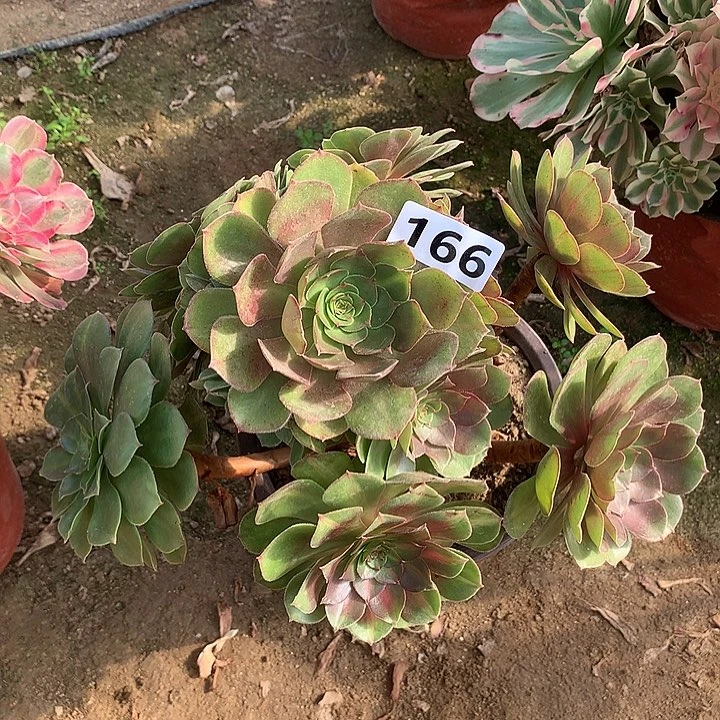 有断枝，倾城中斑阴阳166