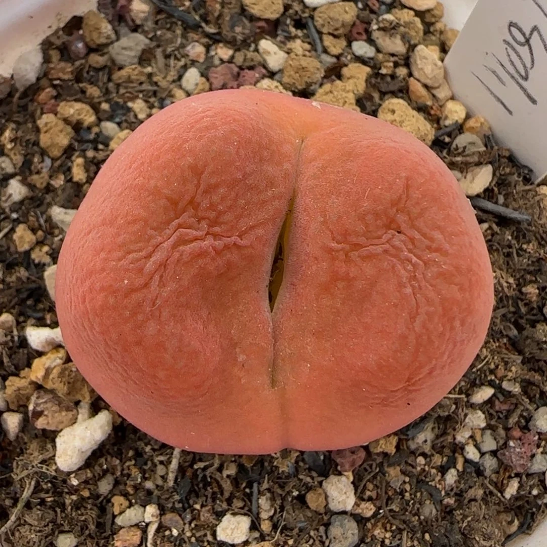 5.13。，蟠桃。，9008