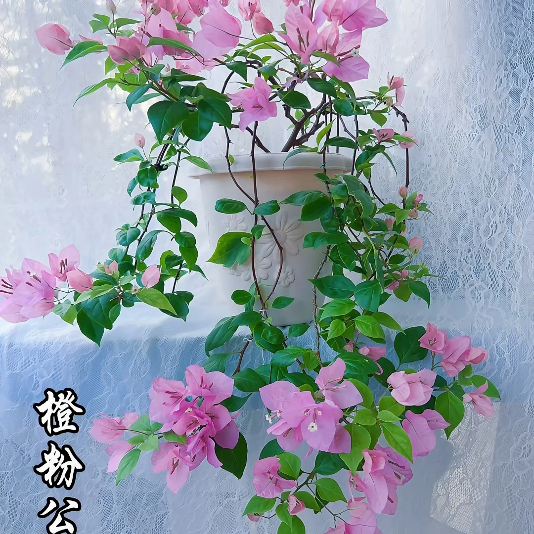 三角梅勤花品种《无售后》