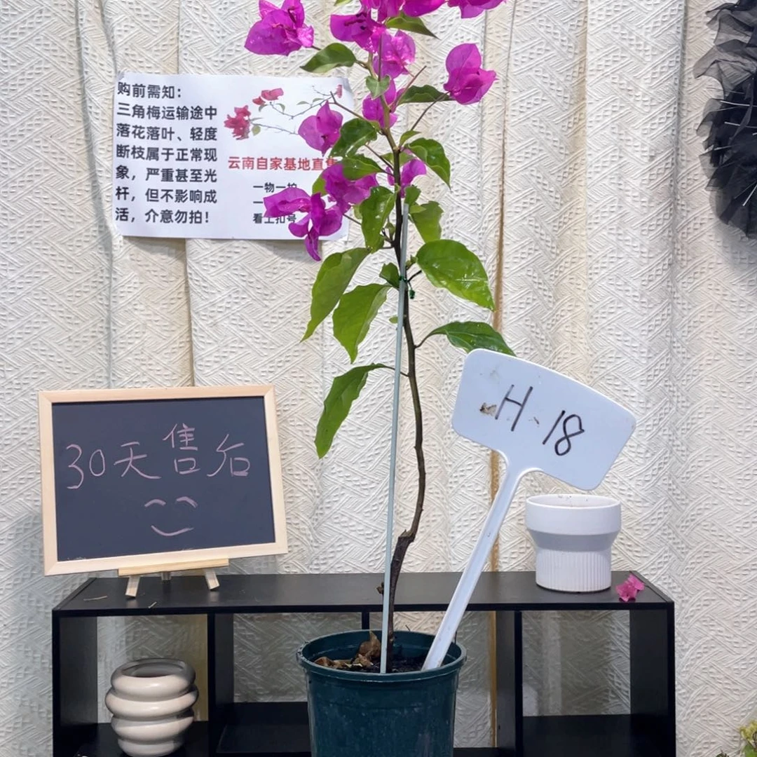 飞***珑大量花朵（建议范围：8朵-15朵 或40%以上）洋红公主H18