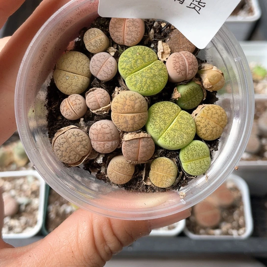 3854大棚清仓甩卖了