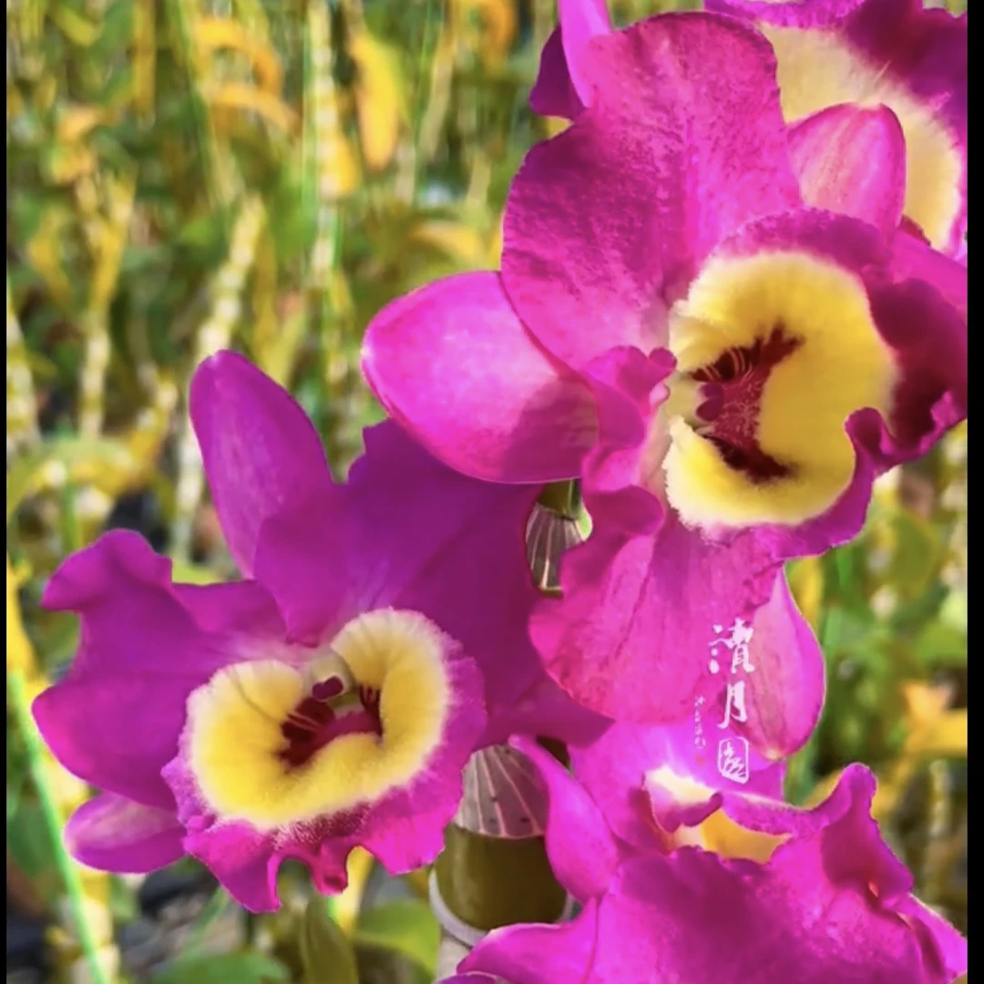 读月浓香大花春石斛兰红色棕眼大男孩儿