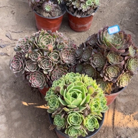 517多肉植物组合1