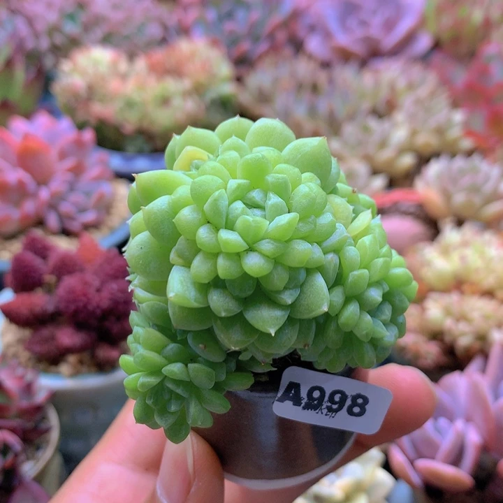 一物一拍含盆土满38包邮A998
