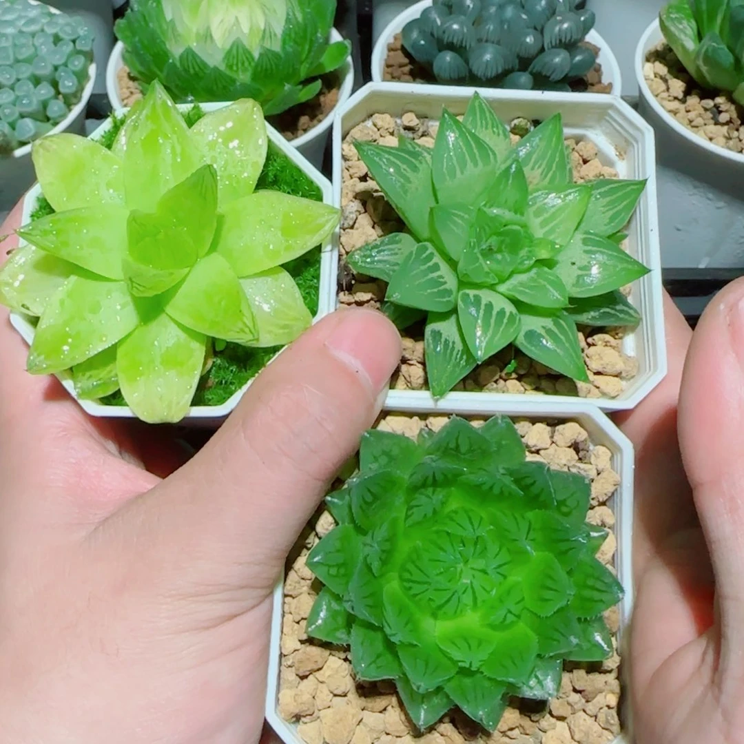 3盆玉露套餐多肉植物