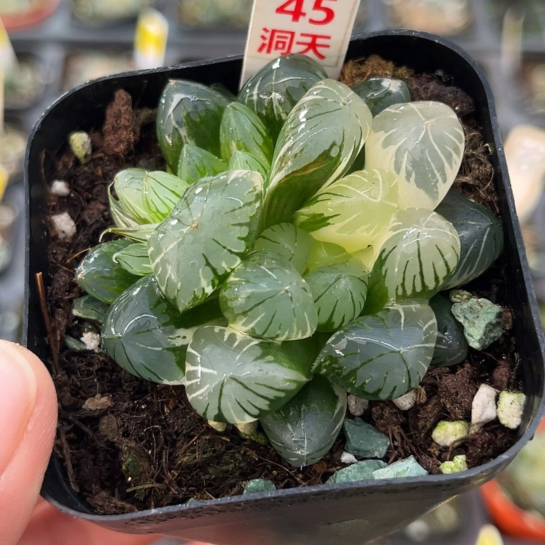 45地泉玉露锦福利