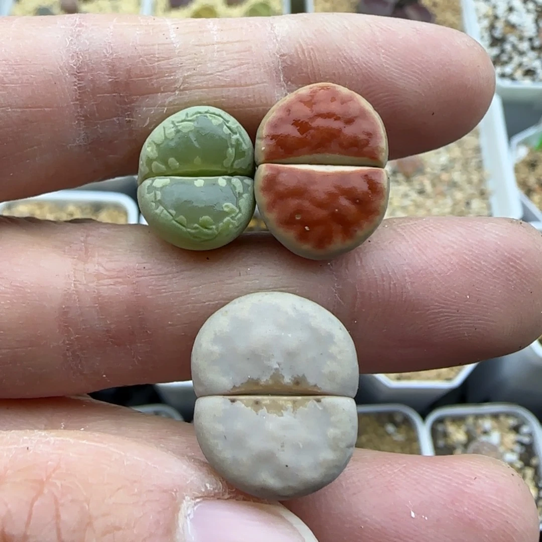 567清框福利30包邮