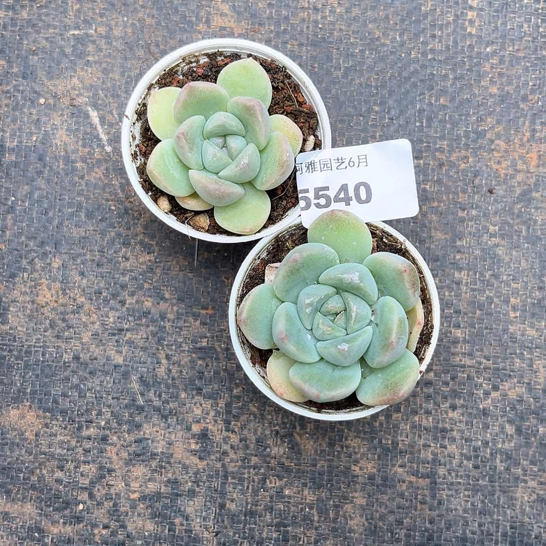 阿雅园艺。     5540