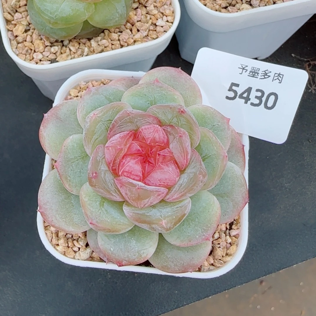 红蔷薇，5430多肉植物