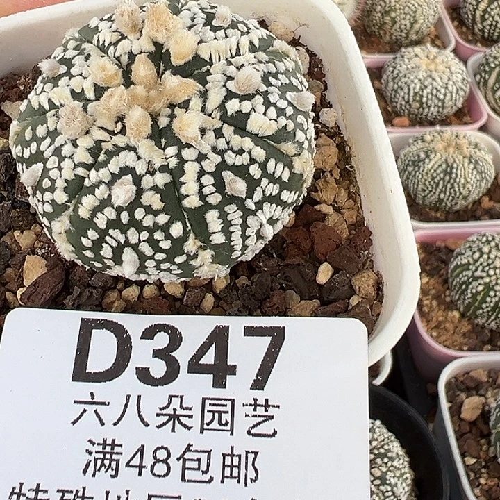 艾***玛347号实生兜多肉植物