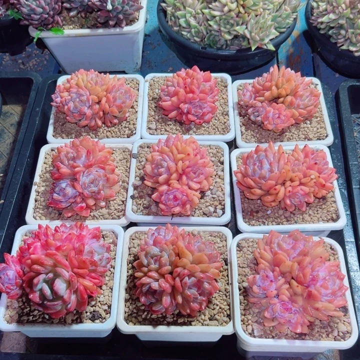 精品多肉植物老桩随机发一棵雪天使橙子