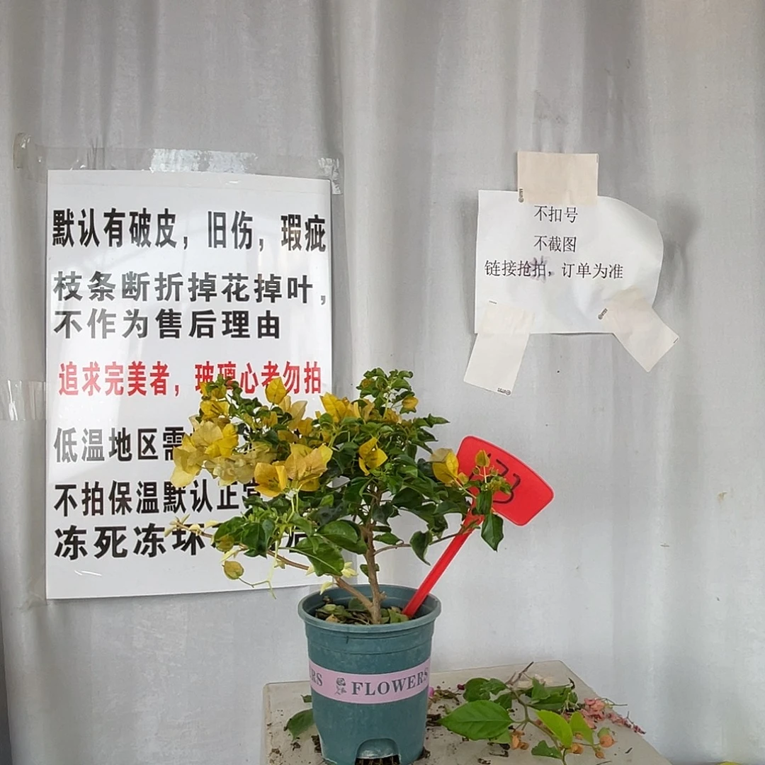当前无花栽培后可以开花173蒙黄盆苗